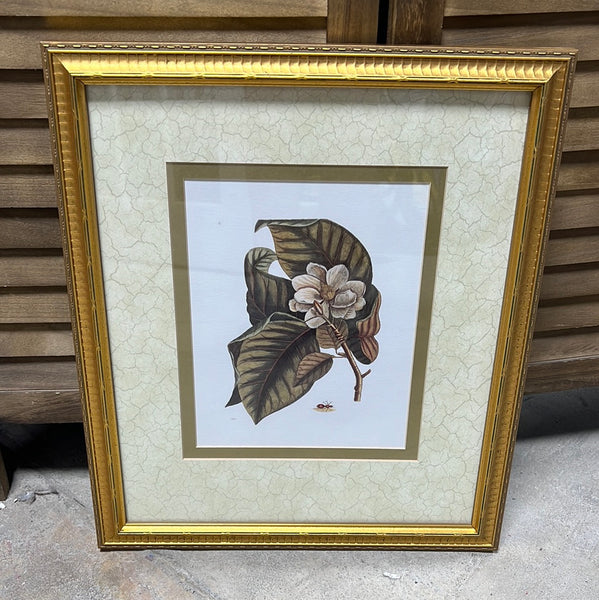Magnolia with Red Ant Framed Print