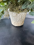 Artificial Cascading Fittonia Leaf Plant in Textured Paper Mache Pot