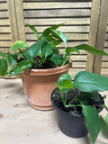 Lot of Two LIVE Pothos in Plastic Pots  (H)