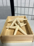 Set of 3 Decorative  10" Star Fish