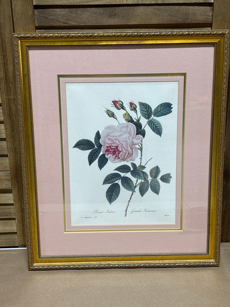 Rose Botanical Print
