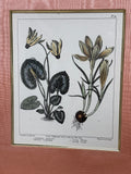 Botanical Print with Pink Mat (B)