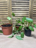 Lot of LIVE Pothos in Plastic Pots  (G)