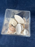 Square Glass Vase w/Seashells