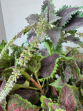 Faux Greenery in Textured Terracotta Pot