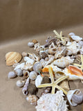 Seashell Lot