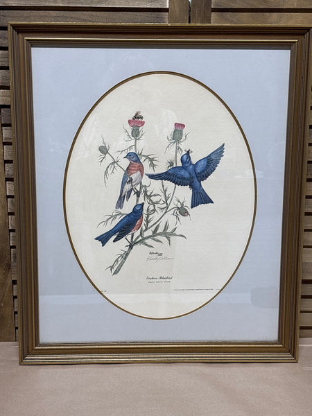 Eastern Bluebird Limited Edition Print by E. Dudley Williams; Signed