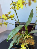 Faux Dancing Lady Orchids in Small Vintage Style Chest