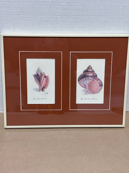 (B) Shell Prints; Signed & Numbered Artist; Lee
