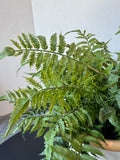 Faux Fern in Glazed Terracotta Pot