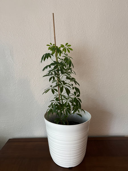 LIVE Schefflera Umbrella Tree Plant In White Pot