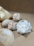 (B) Lot Of Seashells — 7 Shells