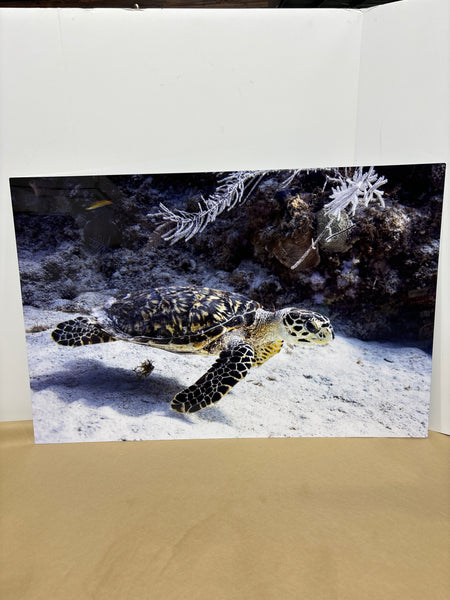 Metal Photo Print of Sea Turtle