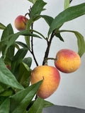 Faux Peach Tree Branches in Crackled Embossed Ceramic Vase