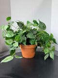 Artificial Greenery in Terra Cotta Pot