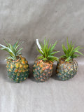 3 Piece Heavy Weight Pineapples