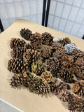 Pine Cone Lot