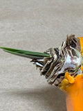 LIVE Amaryllis Bulb Encapsulated in Wax