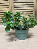 LIVE Kalanchoe House Plant
