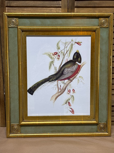 Trogon Bird Print by John Gould