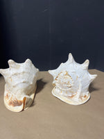 Decorative Shells (2)