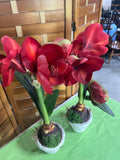 Pair of Faux Red Amaryllis Flowers in Cream Color Ceramic Pots (E)