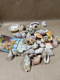 Seashell Lot