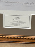 Amaryllis Print - Plate No. 23