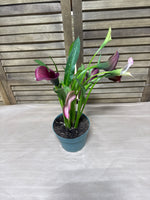 LIVE Potted Lilly Plant