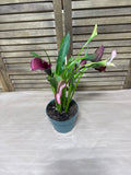 LIVE Potted Lilly Plant