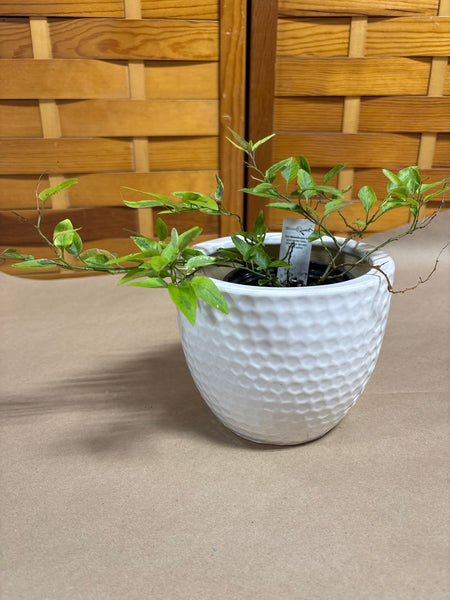 LIVE Potato Vine in White Pot