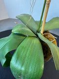 Faux White Orchids in Terracotta Pot