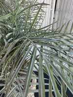 Artificial Pygmy Date Palm in Ornate Resin Urn