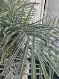 Artificial Pygmy Date Palm in Ornate Resin Urn