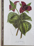 Trillium Botanical Print (B)