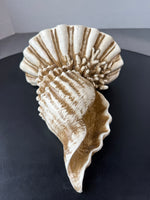 (A) Heavyweight Distressed Resin Seashell Wall Shelf