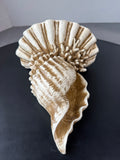 (A) Heavyweight Distressed Resin Seashell Wall Shelf