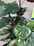 Artificial Mixed Calathea Arrangement in Basket
