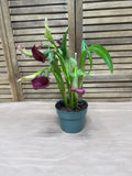 LIVE Potted Lilly Plant