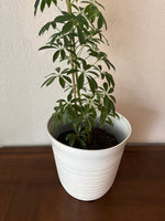 LIVE Schefflera Umbrella Tree Plant In White Pot