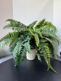Artificial Fern in Textured Paper Mache Pot
