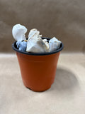 Seashell Lot (B)