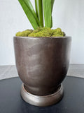 Faux Peppermint Stripes Amaryllis in Bronzed Ceramic Pot