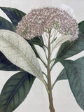Botanical Print (A)