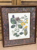 Bombay Company Botanical Print (A)