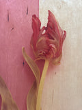 Tulip Photo Transfer Wall Art by Deborah Schenck
