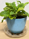 LIVE Gerbera Daisy Plant