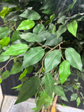 6.5FT Artificial Ficus Tree in Basket Planter