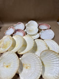 Seashell Lot - 16 Pieces