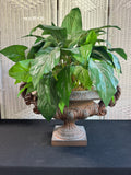 Artificial Philodendron in Large Rustic Resin Urn